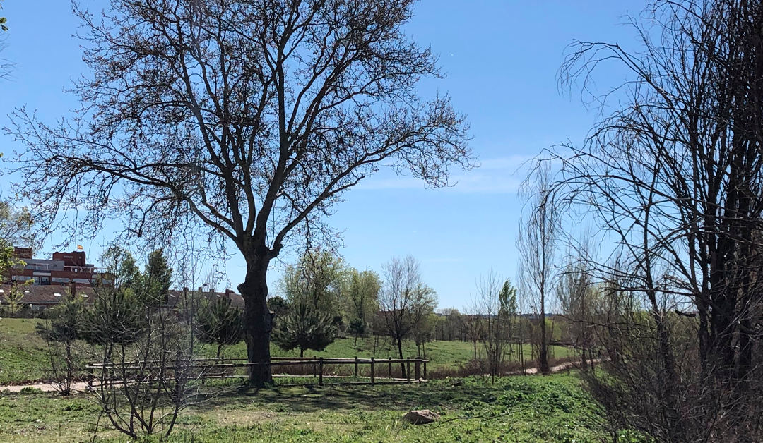 Ruta de los Parques (Eje Norte)